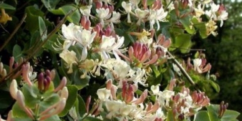 Dekorativni kovrčavi orlovi nokti: sadnja i njega, fotografije, recenzije